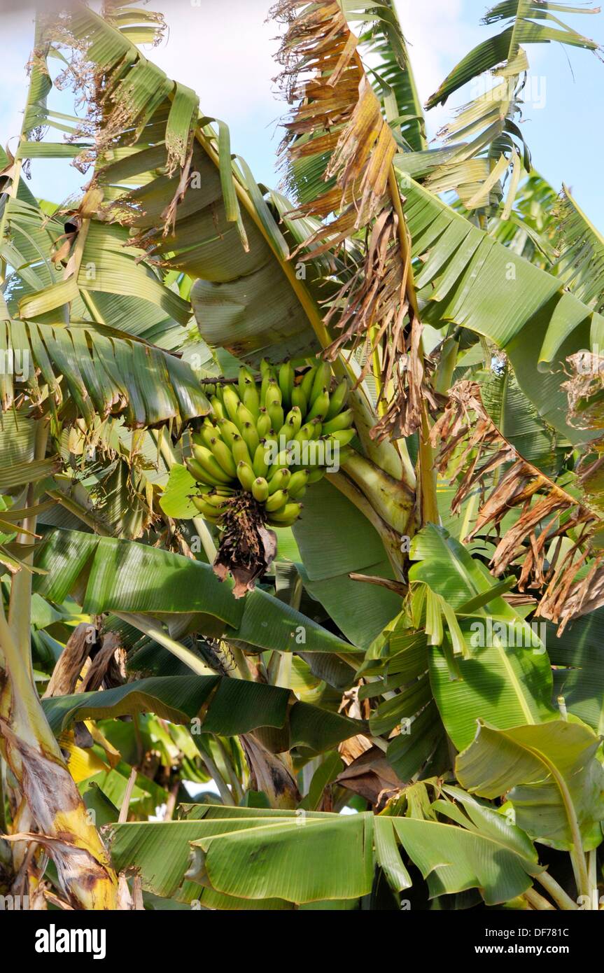 Banana Trees Hawaii High Resolution Stock Photography and Images Alamy