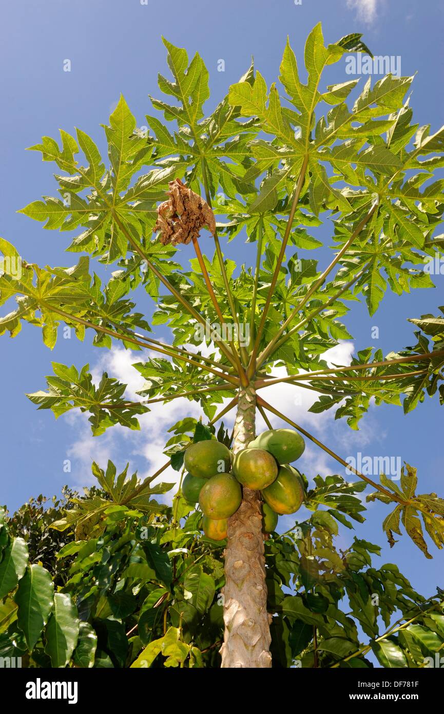 Papaya tree hawaii hires stock photography and images Alamy