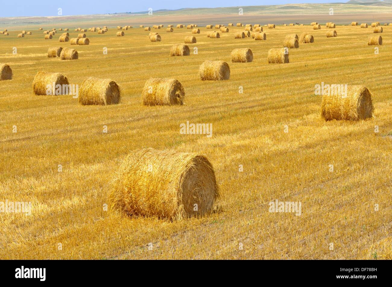 Field with bales of hay South Dakota Stock Photo Alamy