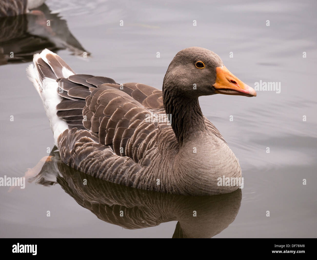 Greylag goose Anser Anser floating on still water lake Stock Photo