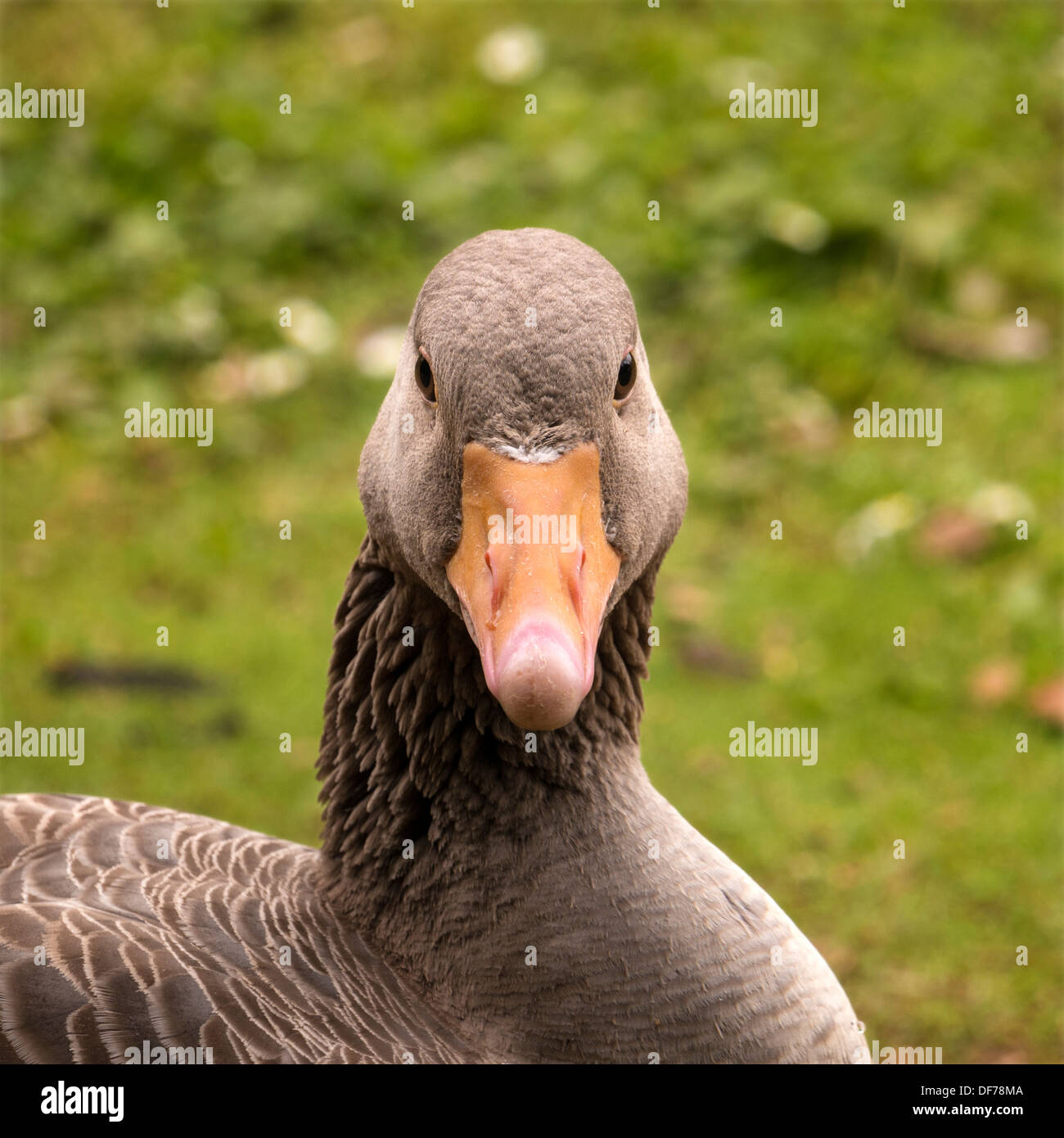 Closeup of Greylag goose ( Anser Anser ) showing front of head, bill and eyes set for forward vision. Stock Photo