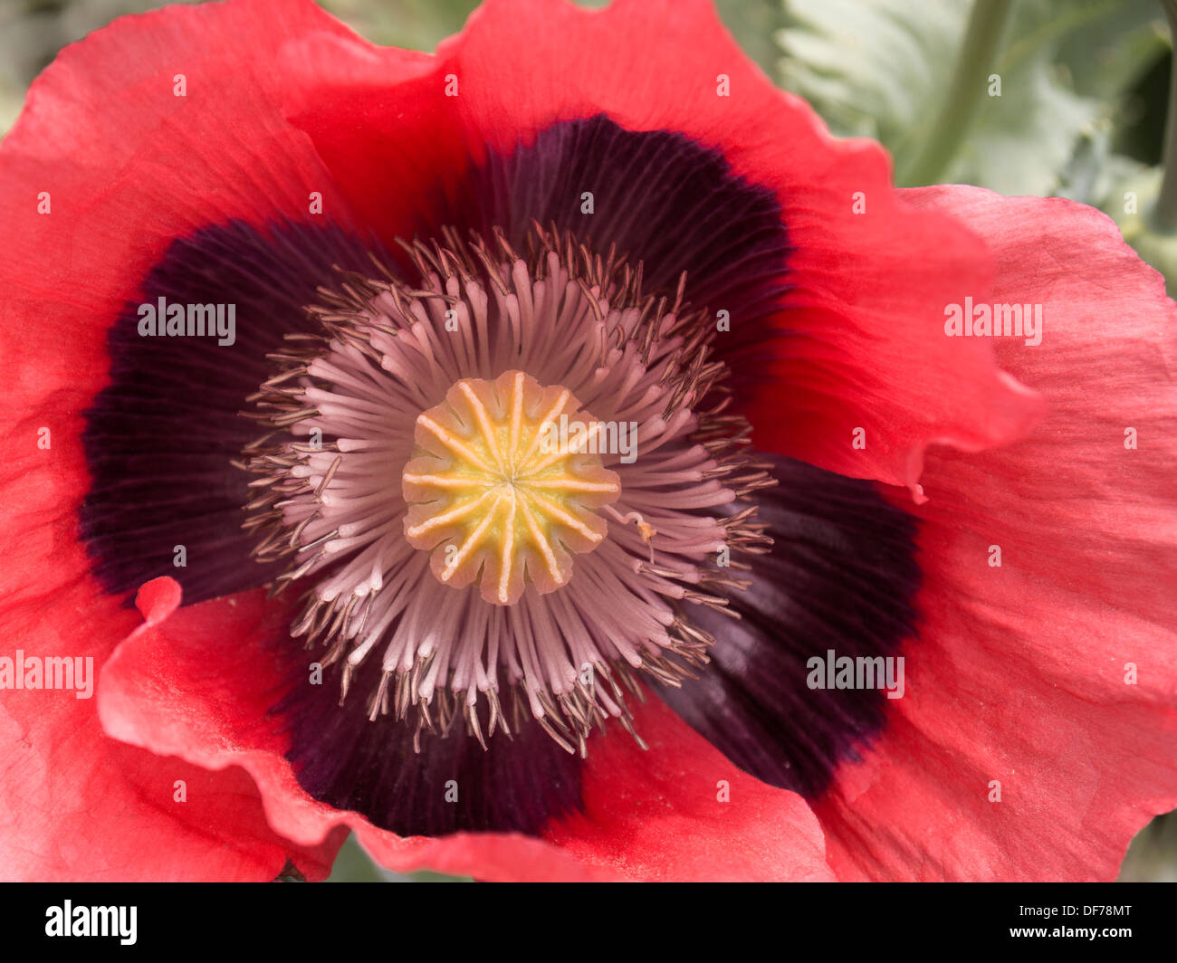 One pink, red and black oriental poppy ( papaver orientale ) flower head central detail showing petals, pistil and stamens. Stock Photo