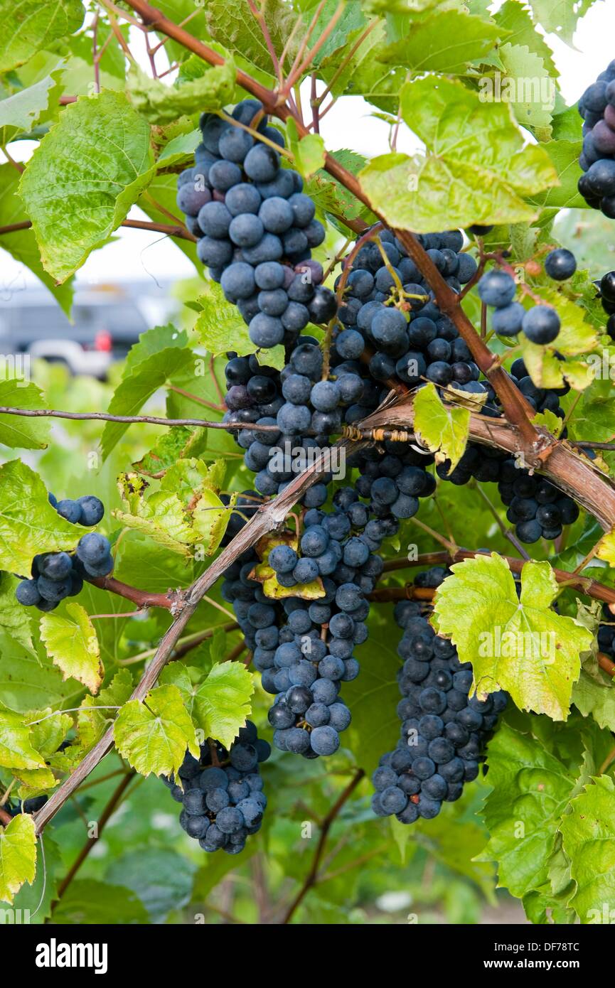 Grapes on Vines Finger Lakes Region New York Stock Photo Alamy
