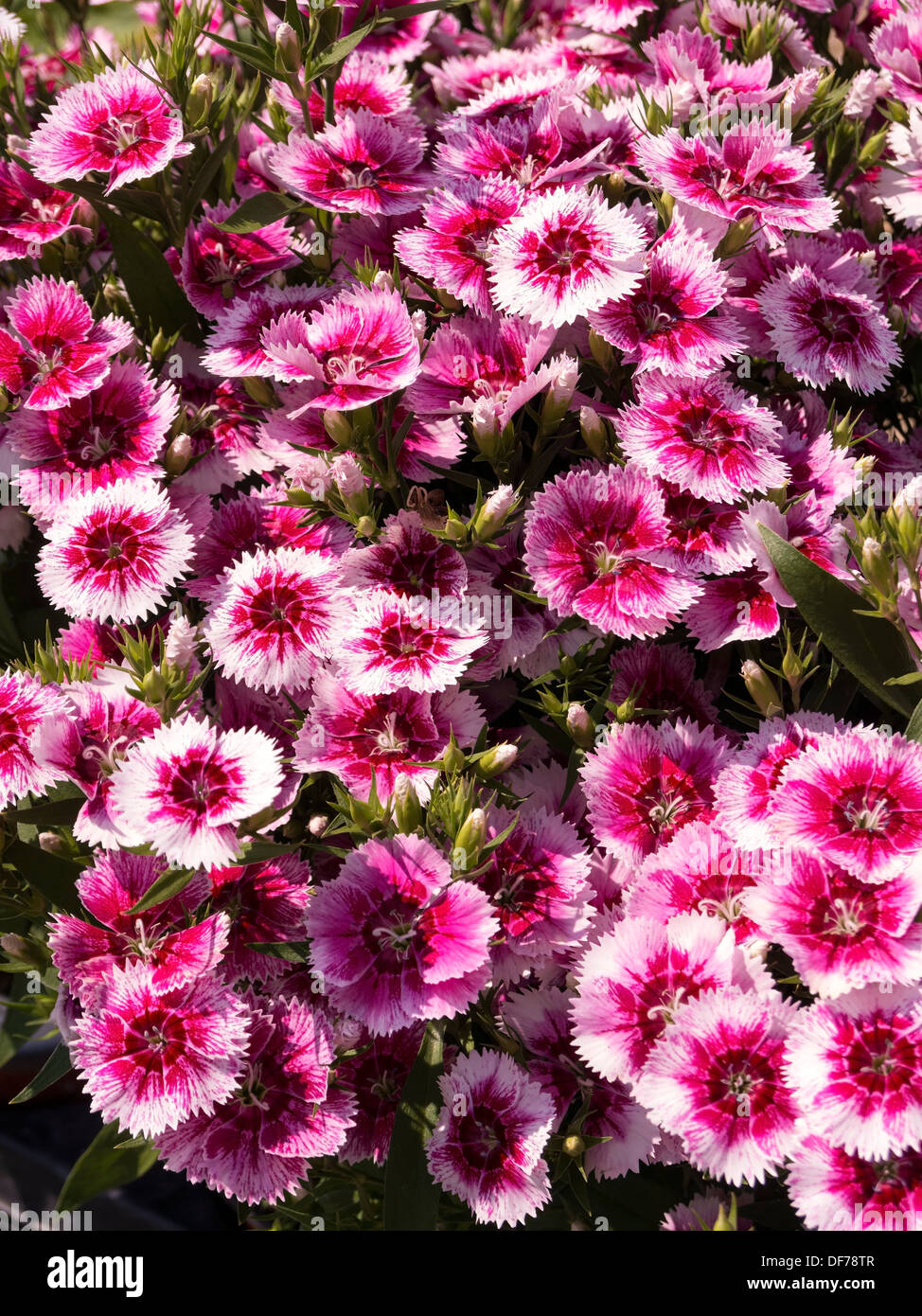 Sunlit white and pink Dianthus Festival White Flame flowers Stock Photo