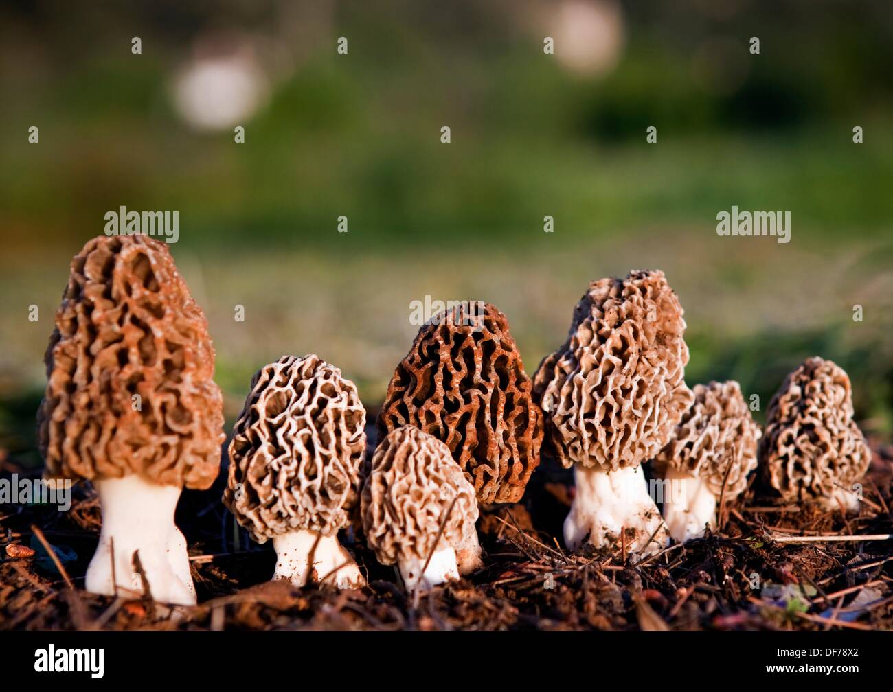 morchella-vulgaris-DF78X2.jpg