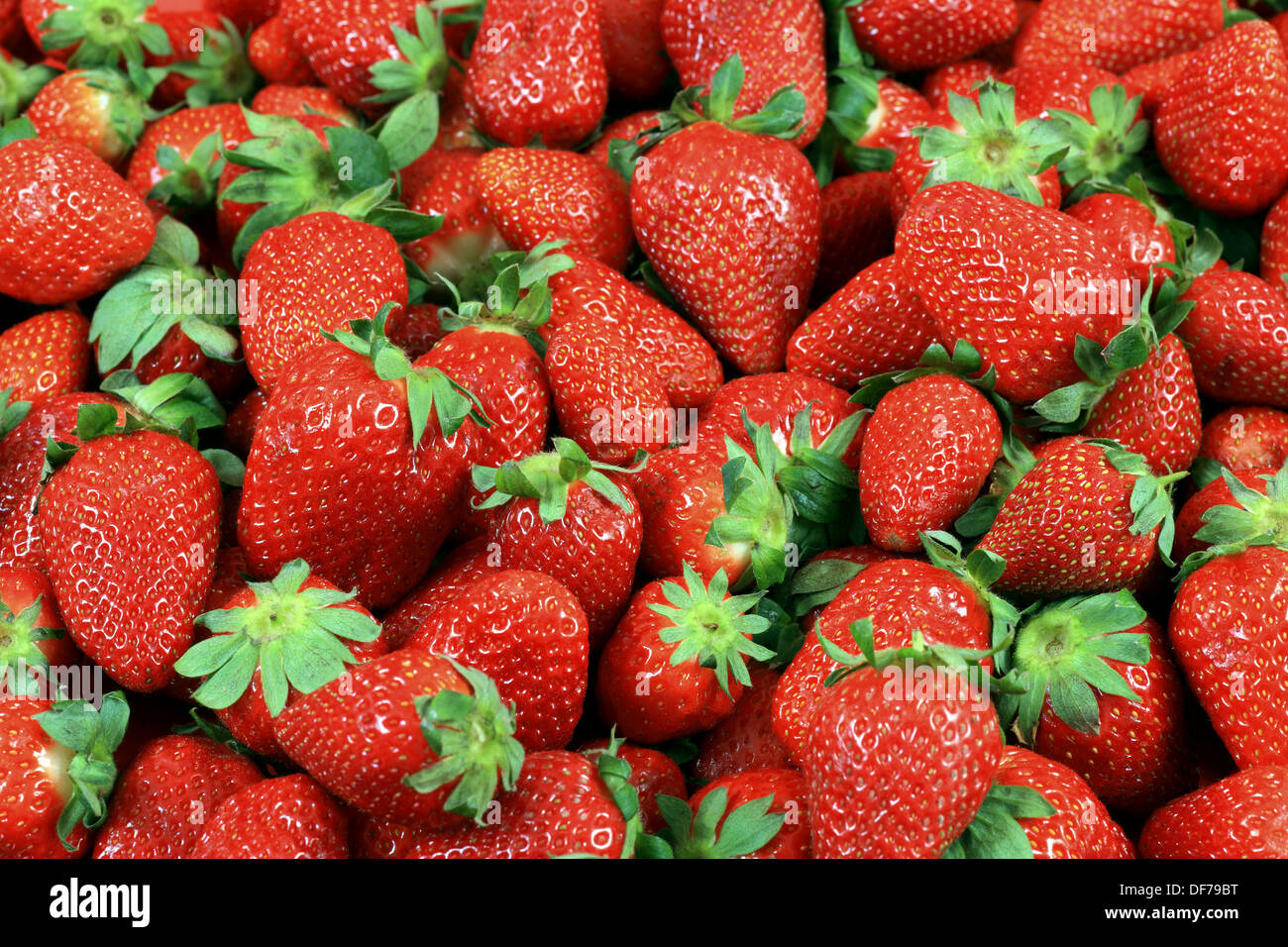 Mass of Strawberry, Fragaria spp, Erdbeere, studio, Oetwil am See, Zuerich, Switzerland Stock Photo