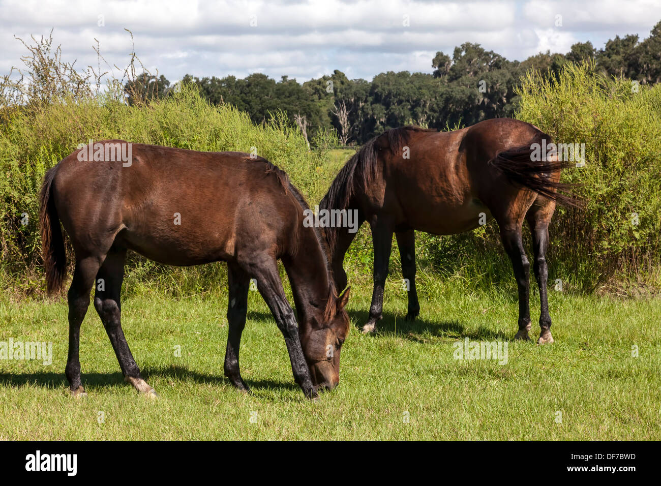 Florida Spanish Cracker, Chickasaw Pony horses grazing on Paynes Prairie. Stock Photo