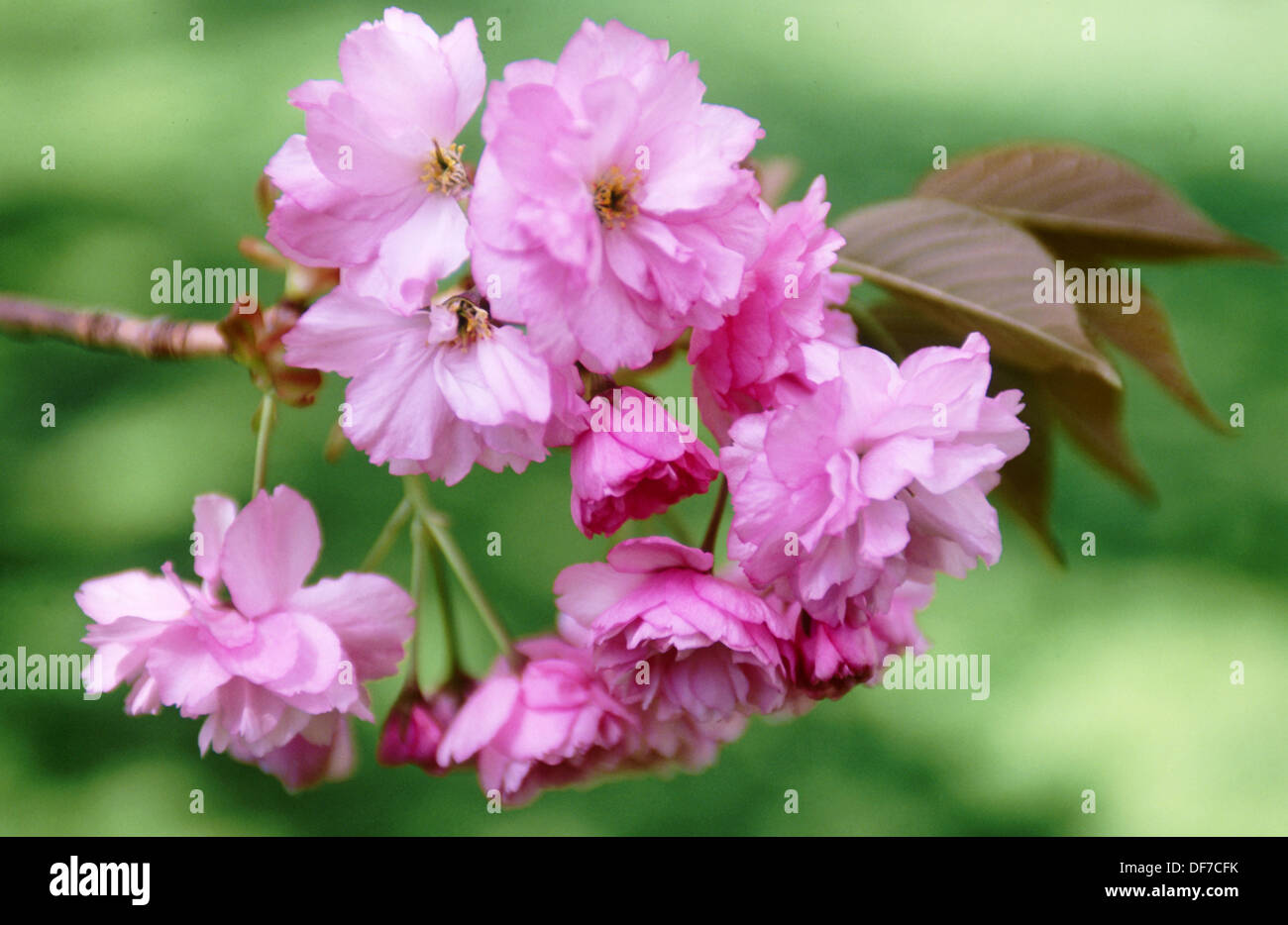 Japanese flowering Cherry (Prunus serrulata ´Sekiyama´ Stock Photo Alamy