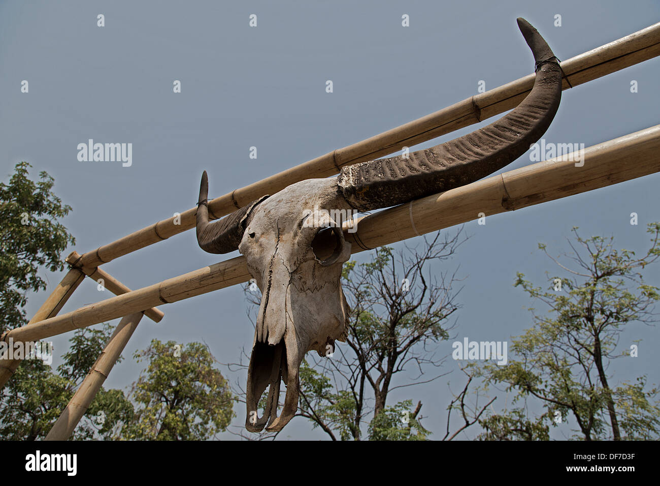 Skull of a water buffalo (Bubalus arnee) on a gate, Chiang Mai, Chiang Mai Province, Thailand Stock Photo