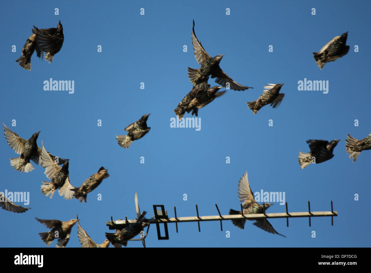 Freeze-frame shot of birds taking flight from a TV ariel on a summers day Stock Photo