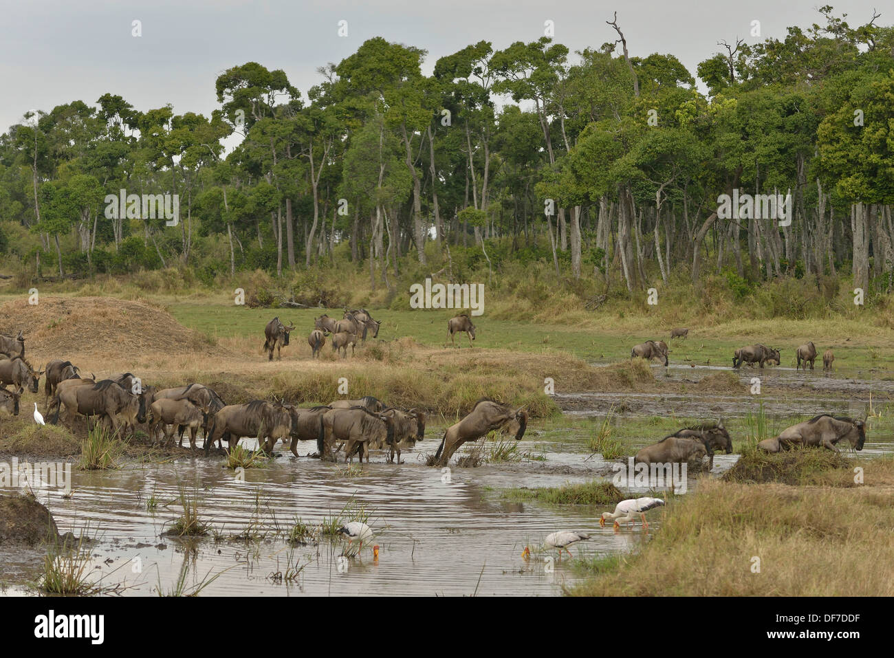 Eastern wildebeest (Connochaetes taurinus albojubatus) crossing a water hole pool on the Mara River in the Great Migration Stock Photo