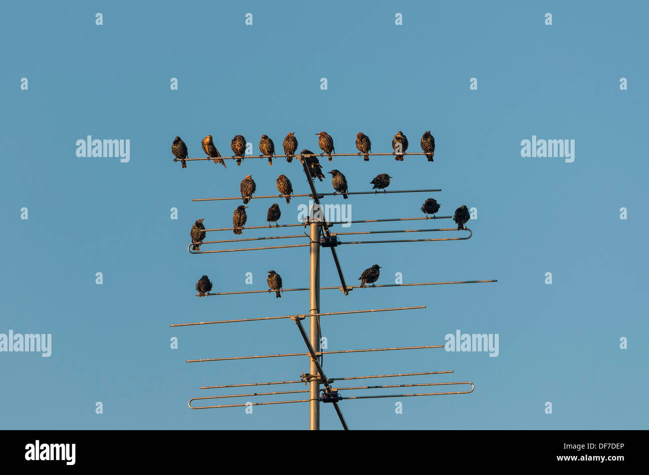 Starlings (Sturnus vulgaris) perched on an aeriel, Henne Strand, Jutland, Denmark Stock Photo