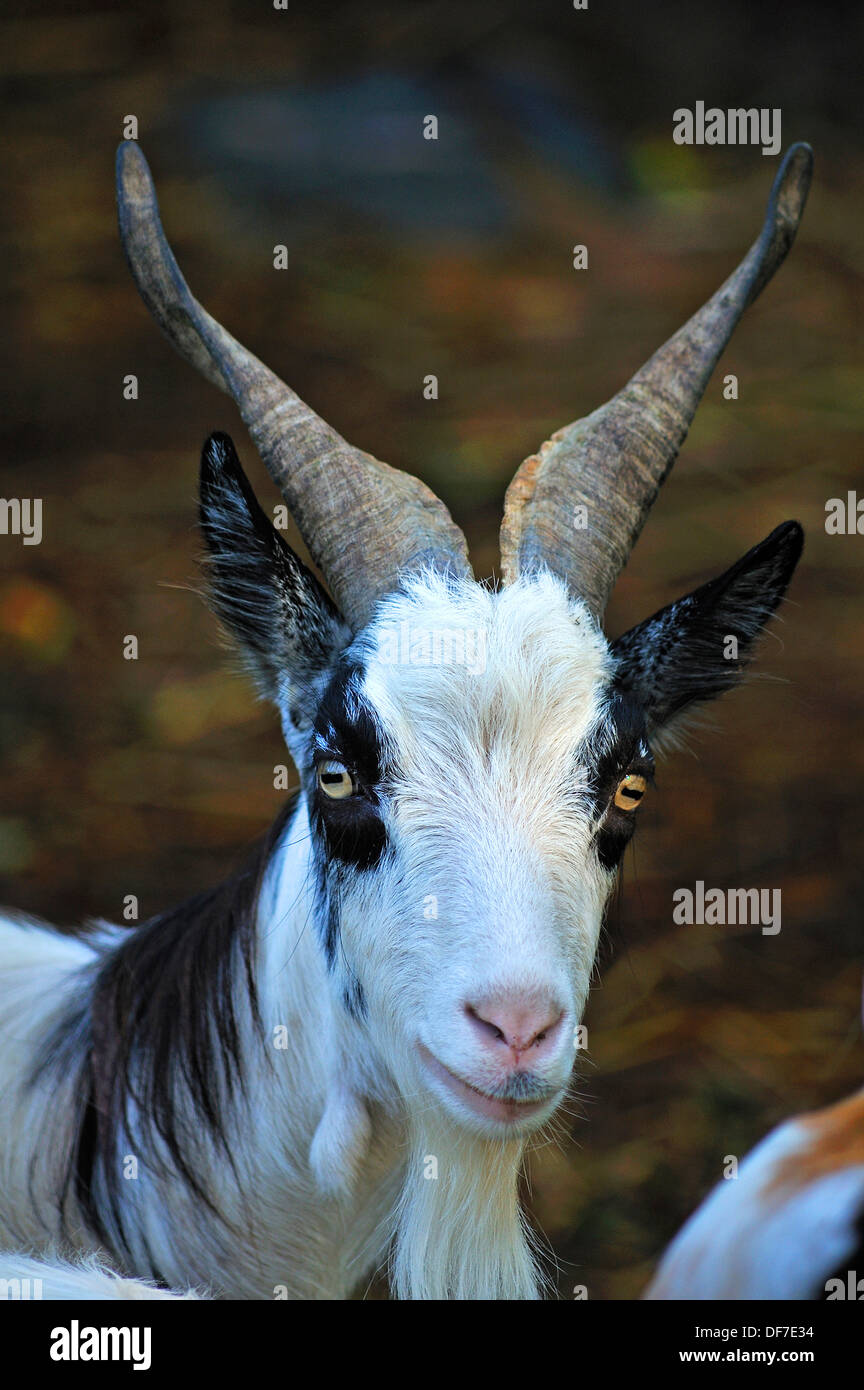 Girgentana-Tajik goat, crossbreed, portrait, Mecklenburg-Western Pomerania, Germany Stock Photo