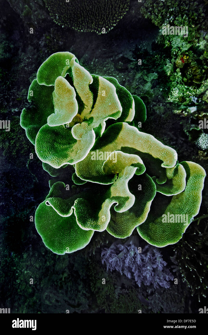 Small Polyp Stony Coral or Cabbage Coral (Montipora foliosa), Kri Island, Dampier Strait, West Papua, Indonesia Stock Photo