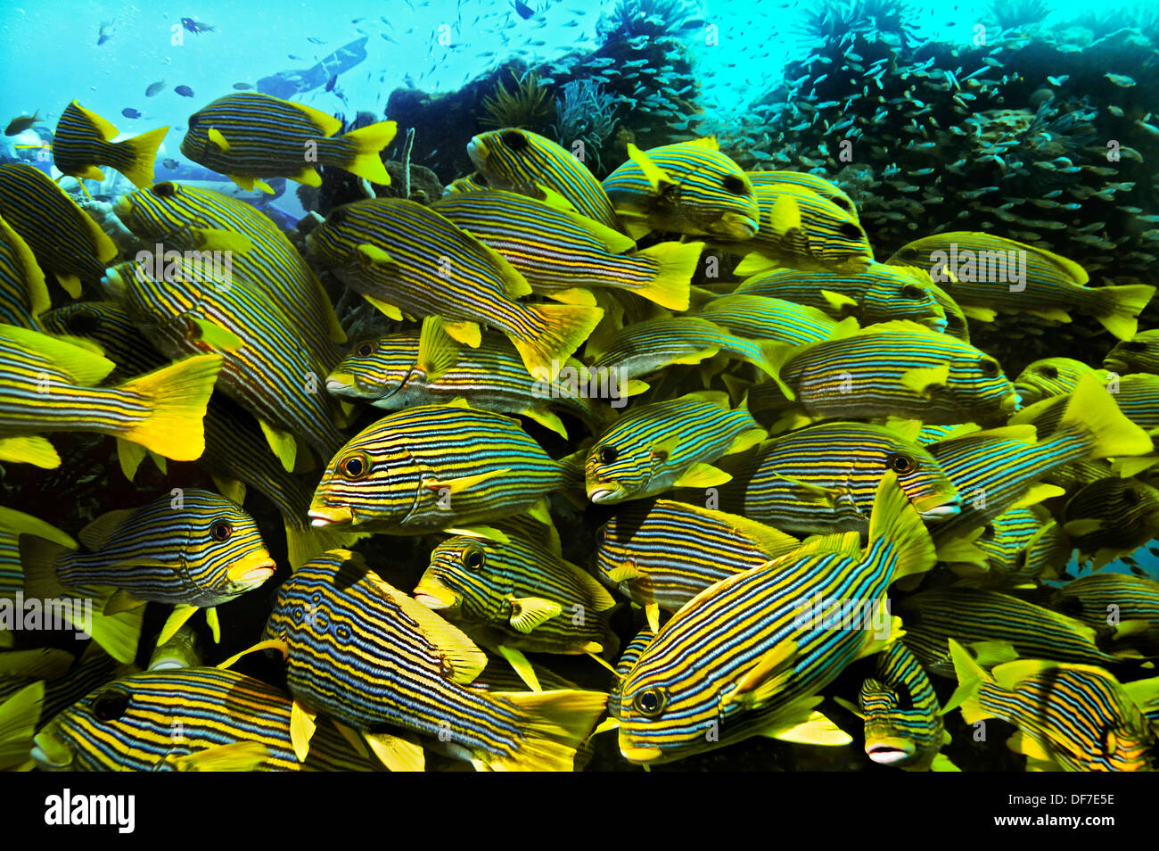 Ribboned Sweetlips (Plectorhinchus polytaenia), Kri Island, Dampier Strait, West Papua, Indonesia Stock Photo