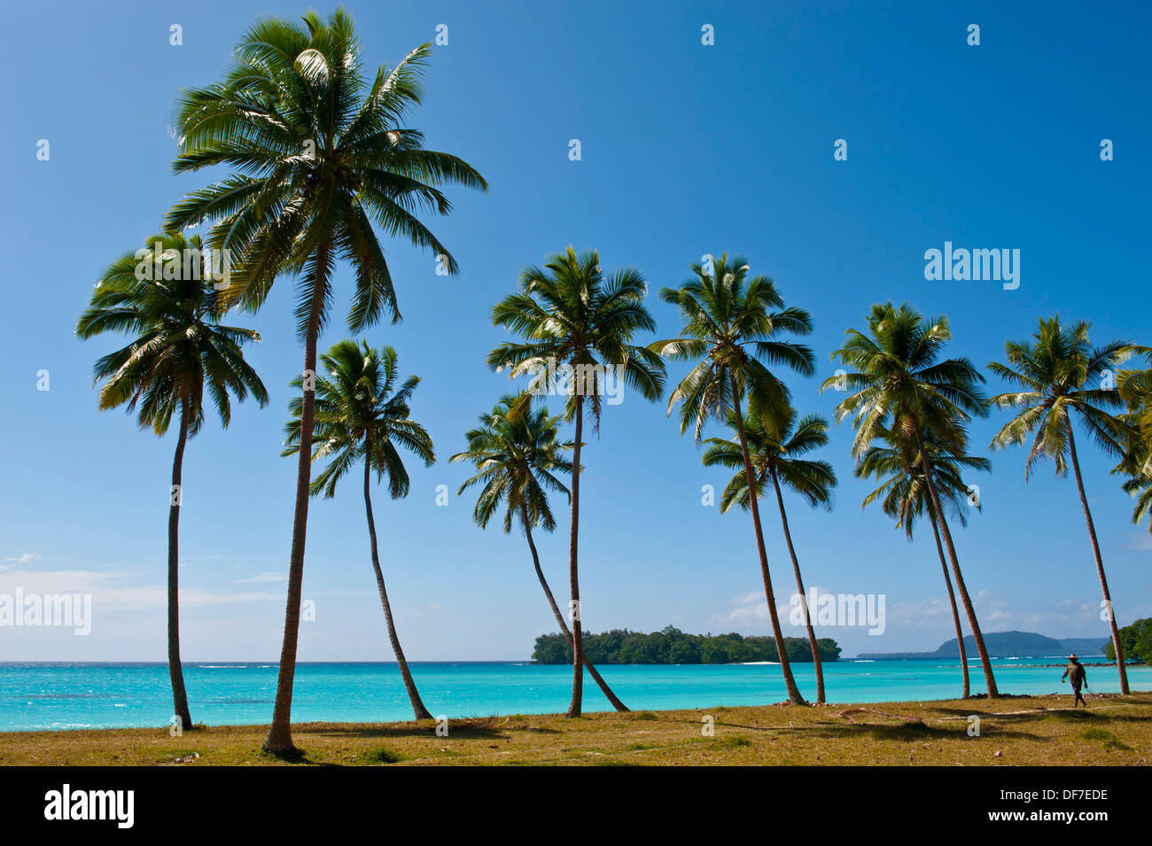 Palm trees, Port Orly, Espiritu Santo, Sanma Province, Vanuatu Stock Photo