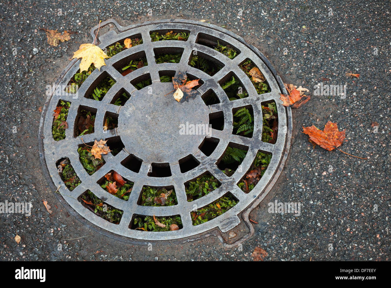 Round sewer manhole on dark asphalt with autumnal leaves and green grass inside Stock Photo