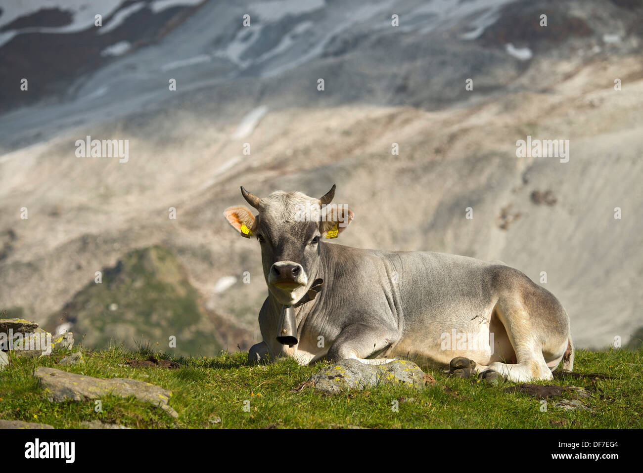 Tyrolean Grey Cattle on the Timmelsalm alpine pasture, Stubai Alps, Tyrol, Austria Stock Photo