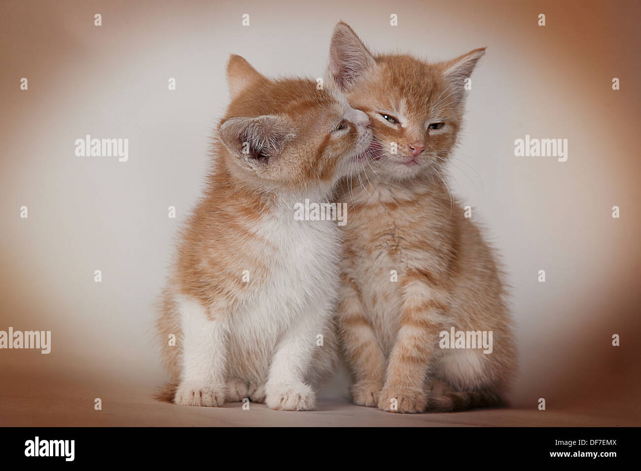 Red tabby kittens Stock Photo - Alamy