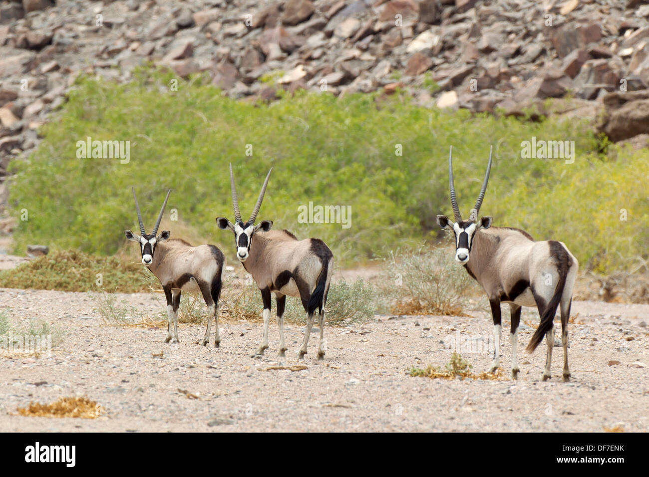 Gemsbok (Oryx gazella), Purros, Kaokoland, Kunene, Namibia Stock Photo