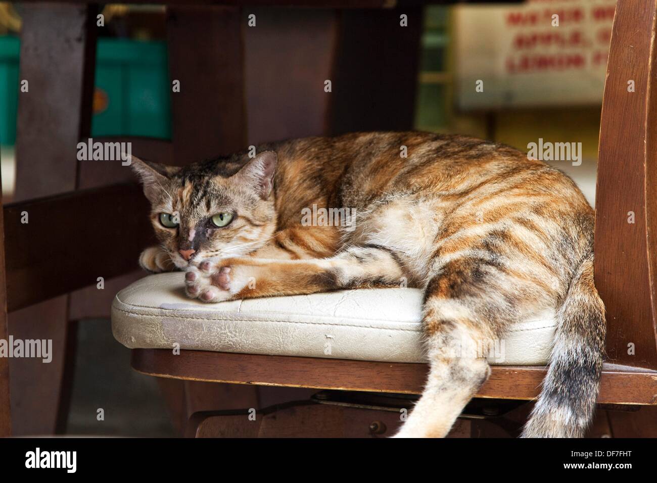 Cat sleeping on chair Stock Photo Alamy