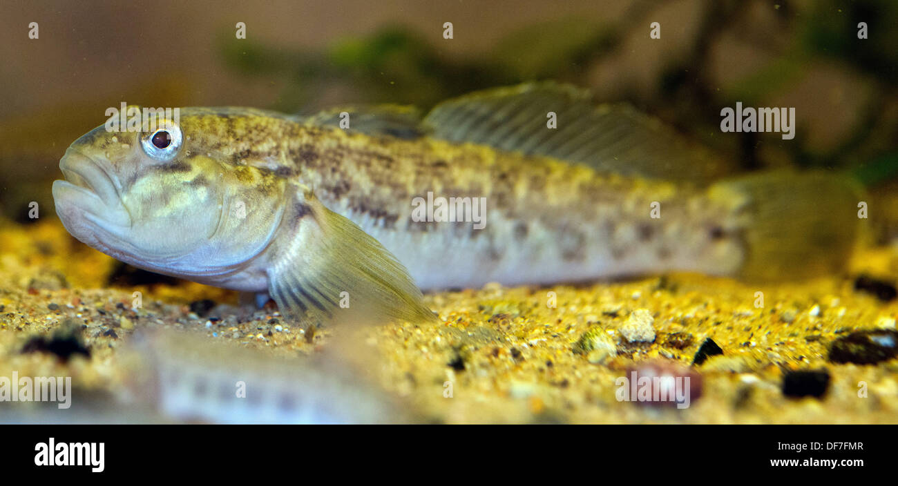 A round goby (lat. Neogobius melanostomus) swims in an aquarium at the National Park Building in Criewen, Germany, 23 September 2013. Fisher Helmut Zahn made an important discovery in the Oder River in the Unteres Odertal National Park. The round goby is a migrant species, according to specialists. Photo: PATRICK PLEUL Stock Photo