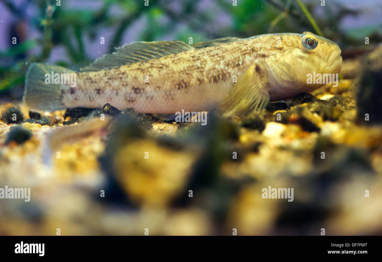 A round goby (lat. Neogobius melanostomus) swims in an aquarium at the National Park Building in Criewen, Germany, 23 September 2013. Fisher Helmut Zahn made an important discovery in the Oder River in the Unteres Odertal National Park. The round goby is a migrant species, according to specialists. Photo: PATRICK PLEUL Stock Photo