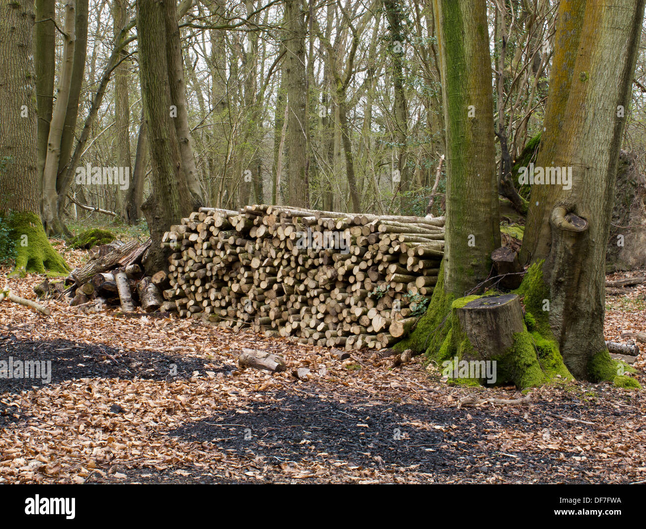 Charcoal logs hires stock photography and images Alamy