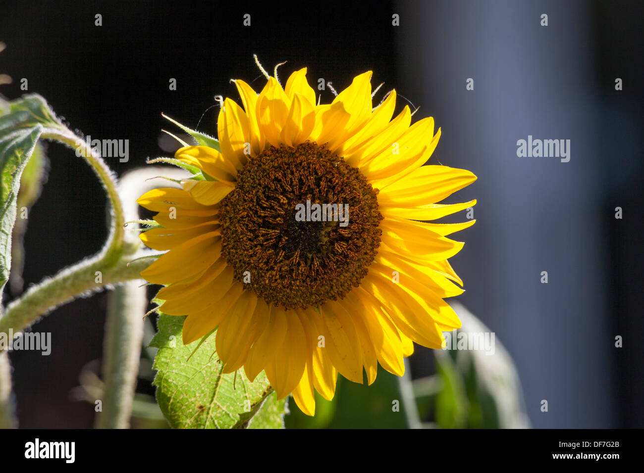 Sun Flower close up Stock Photo