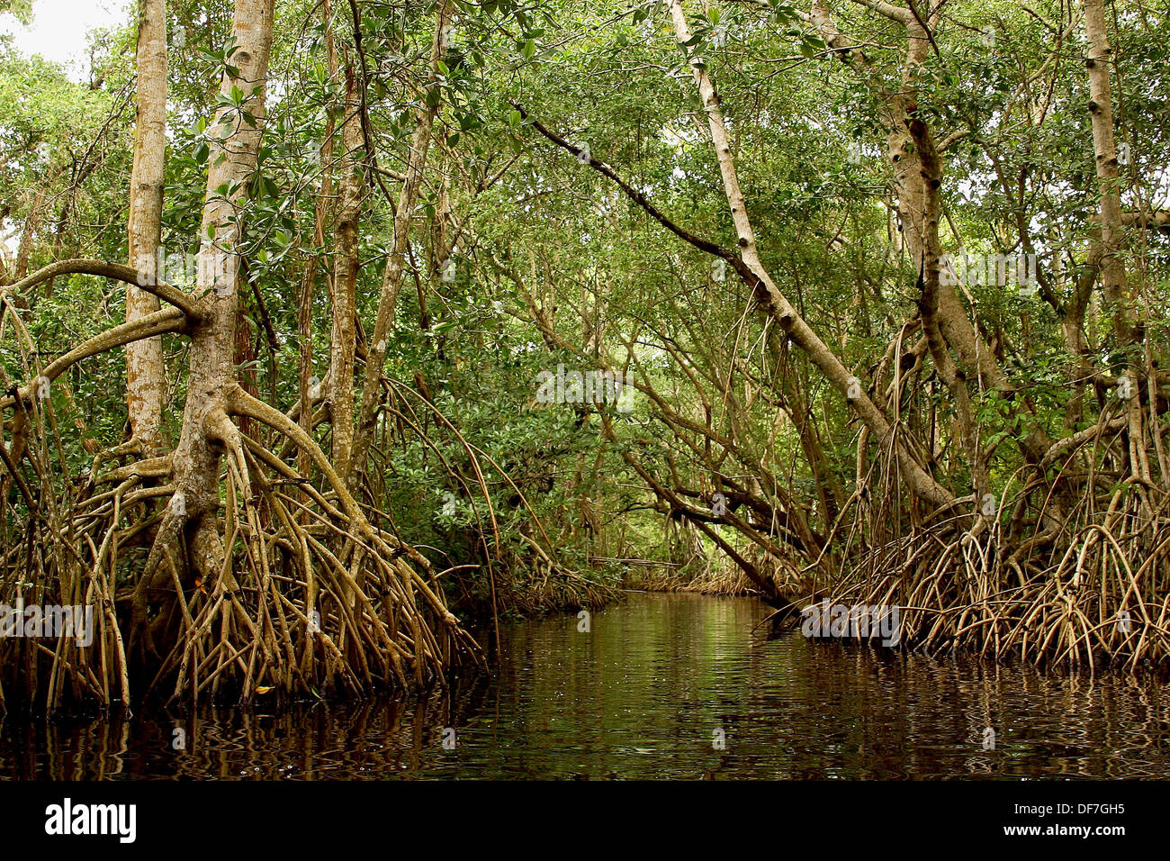 Swamps, Centla. Tabasco, Mexico Stock Photo Alamy