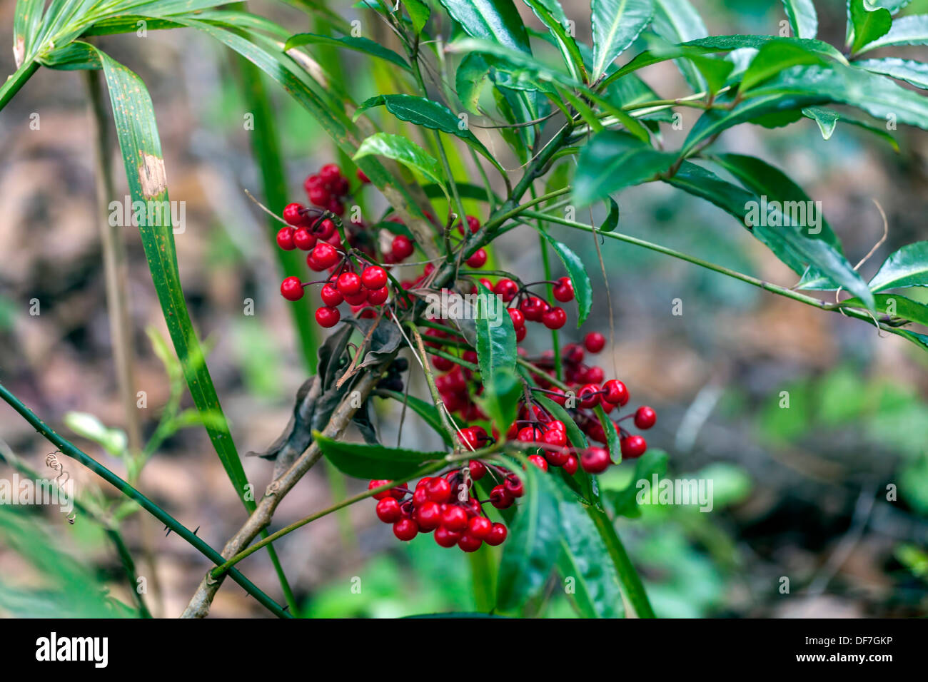 Clusters of red berries on a wild wetland shrub or bush. Stock Photo