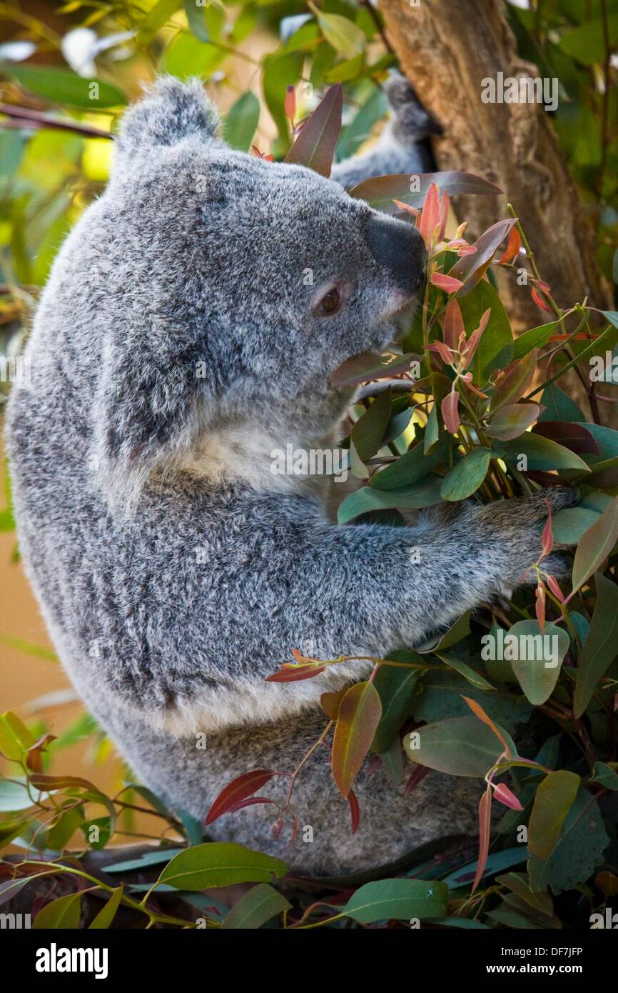 Eating koala bear hi-res stock photography and images - Alamy