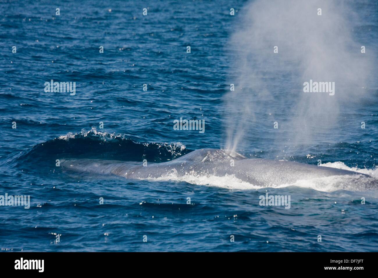 Blue whale spout Blue whale spouts are singlecolumn spout up to 12
