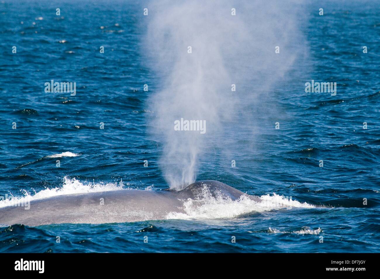 Blue whale spout Blue whale spouts are singlecolumn spout up to 12