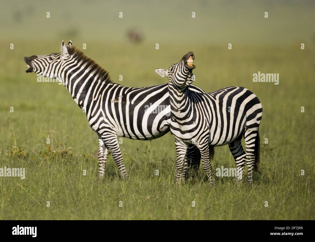 Burchell´s Zebra braying in the Masai Mara Stock Photo