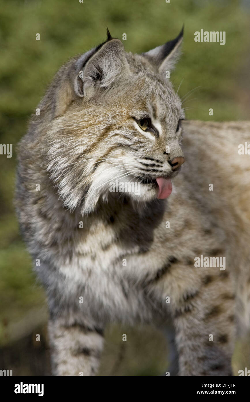 Female Bobcat in the woods Stock Photo Alamy