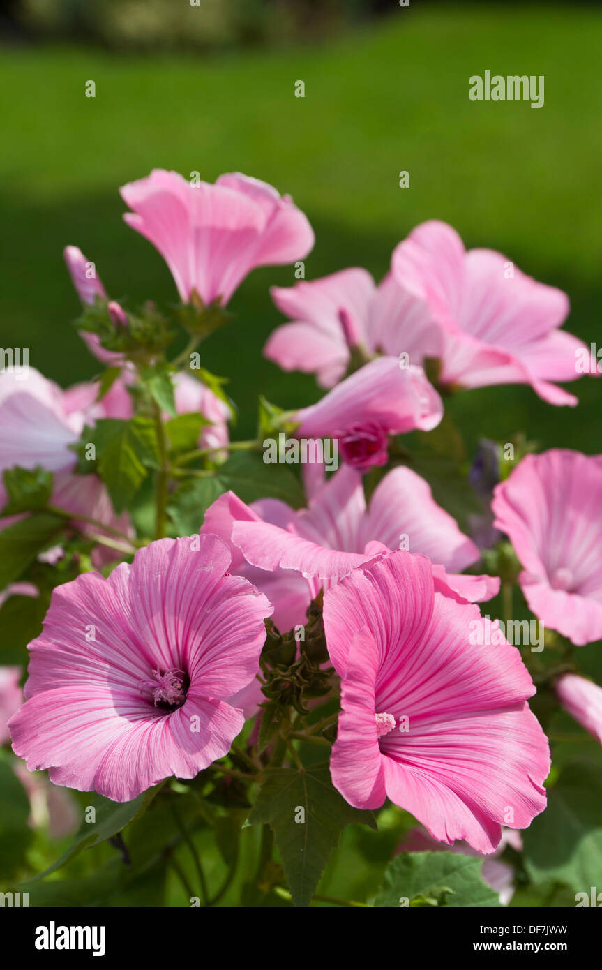 Tree Mallow silver cup Stock Photo