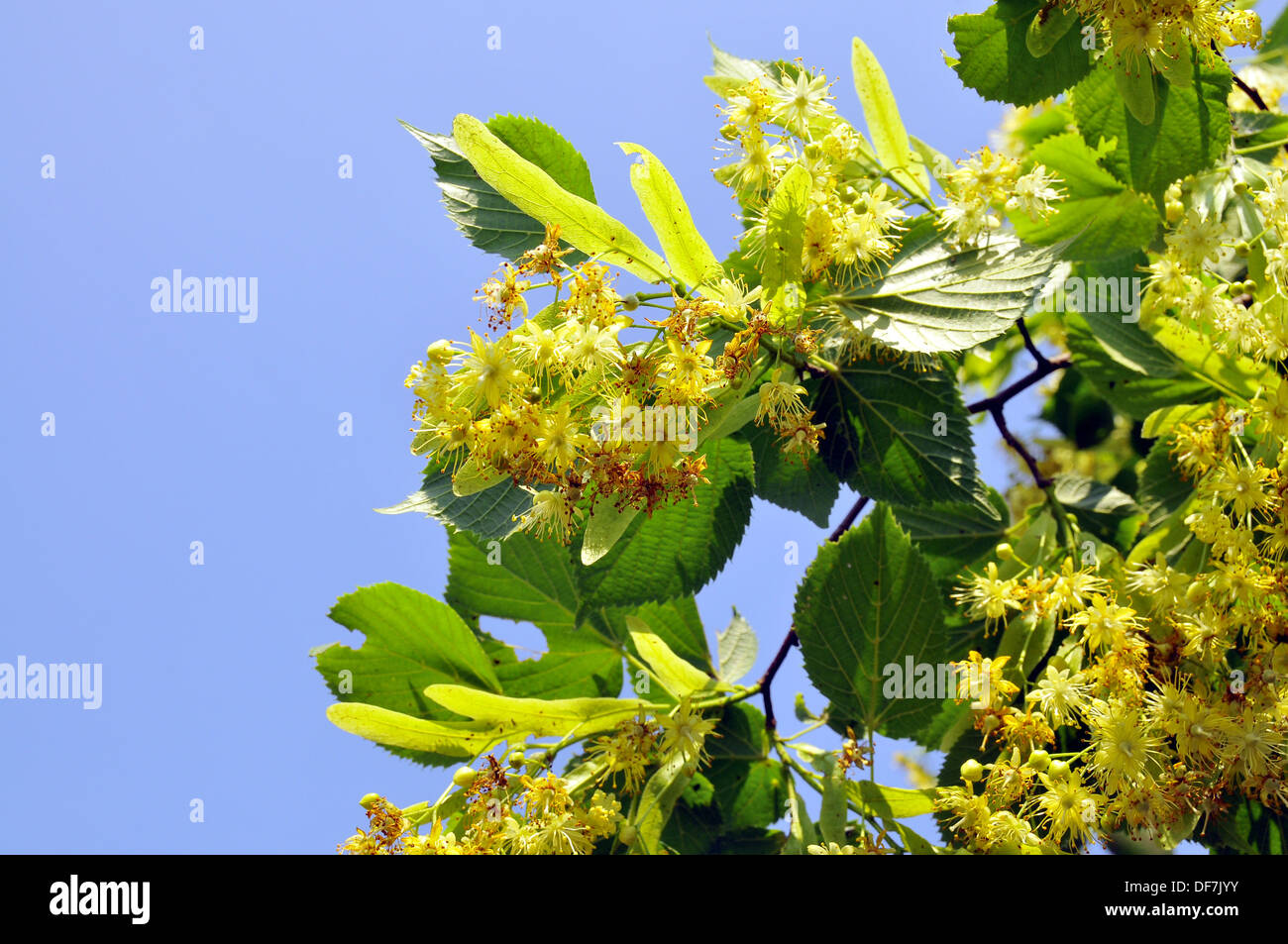 Lime tree blossoms hires stock photography and images Alamy