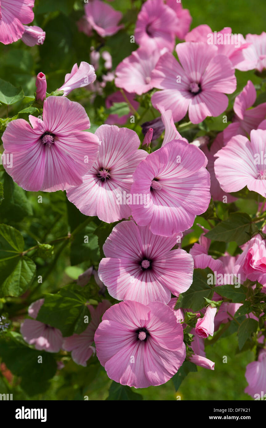 Tree Mallow silver cup Stock Photo