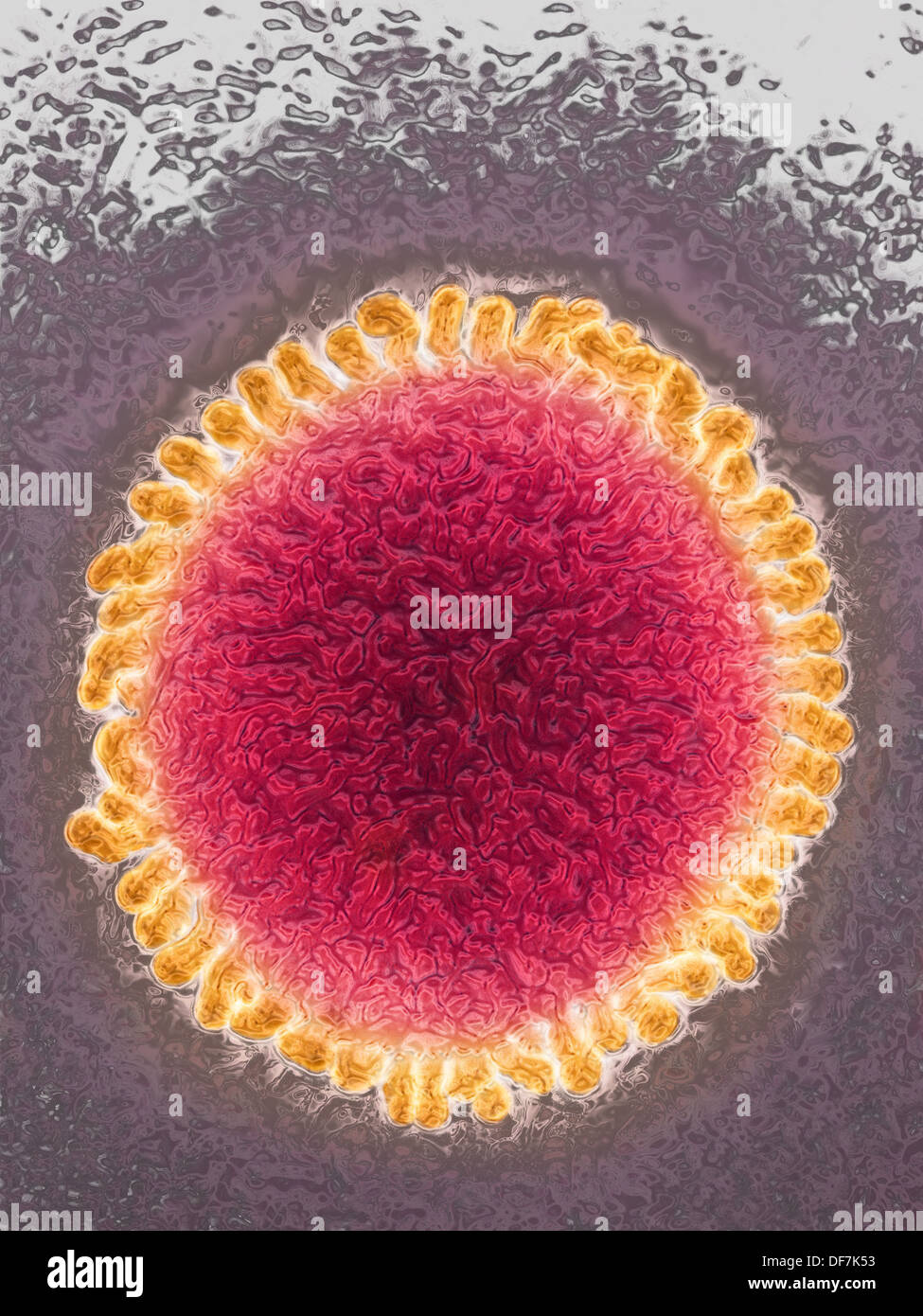 INFLUENZA VIRUS, TEM Stock Photo