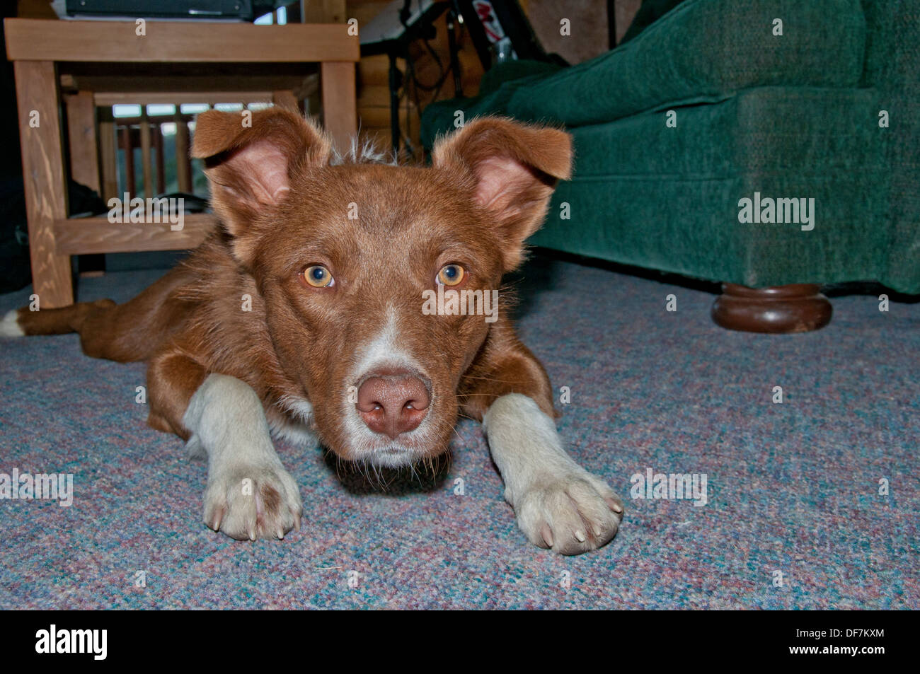 Border collie/Australian shepherd cross Stock Photo