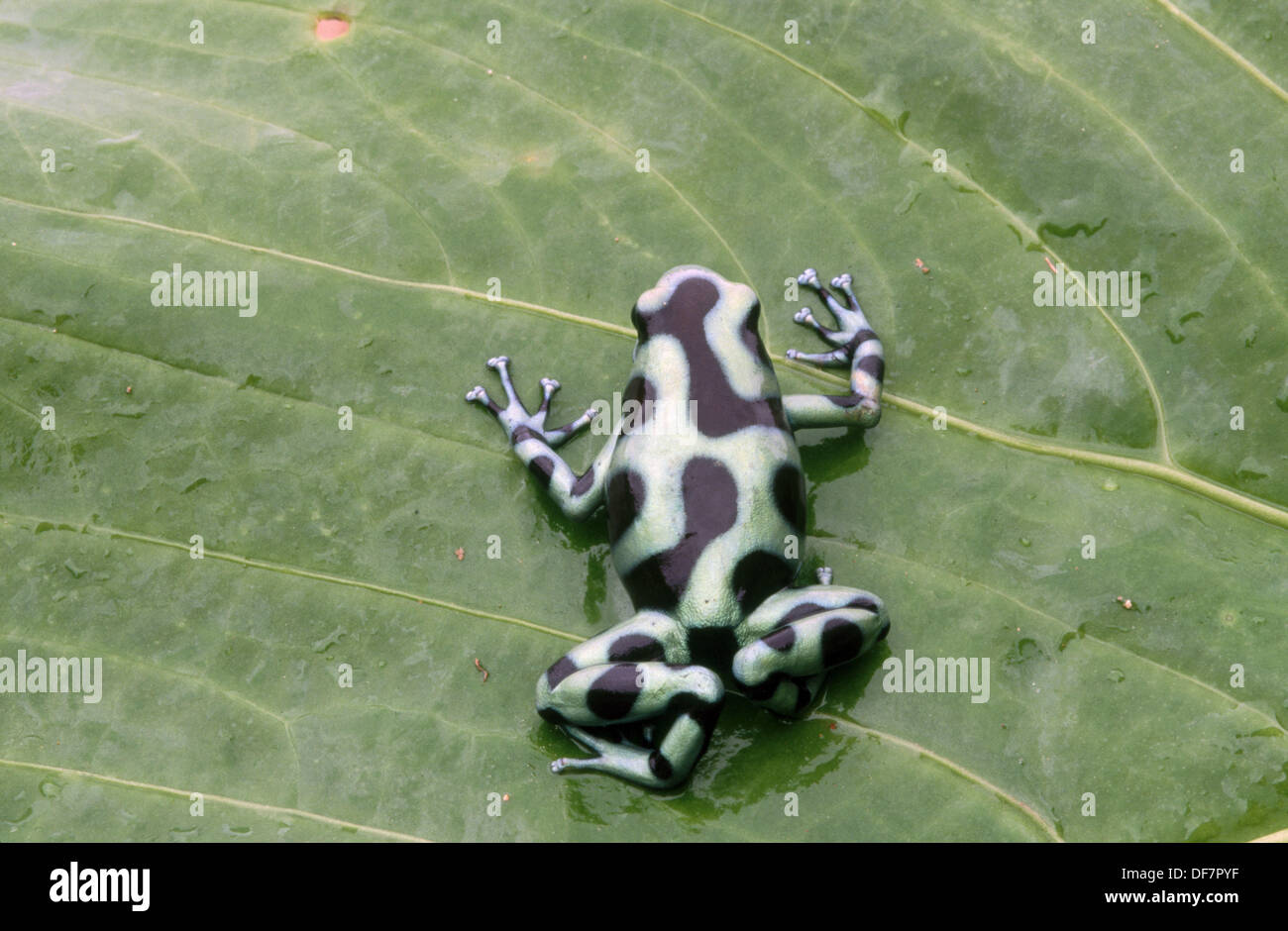Green and Black Poison Frog (Dendrobates auratus). El Copé National
