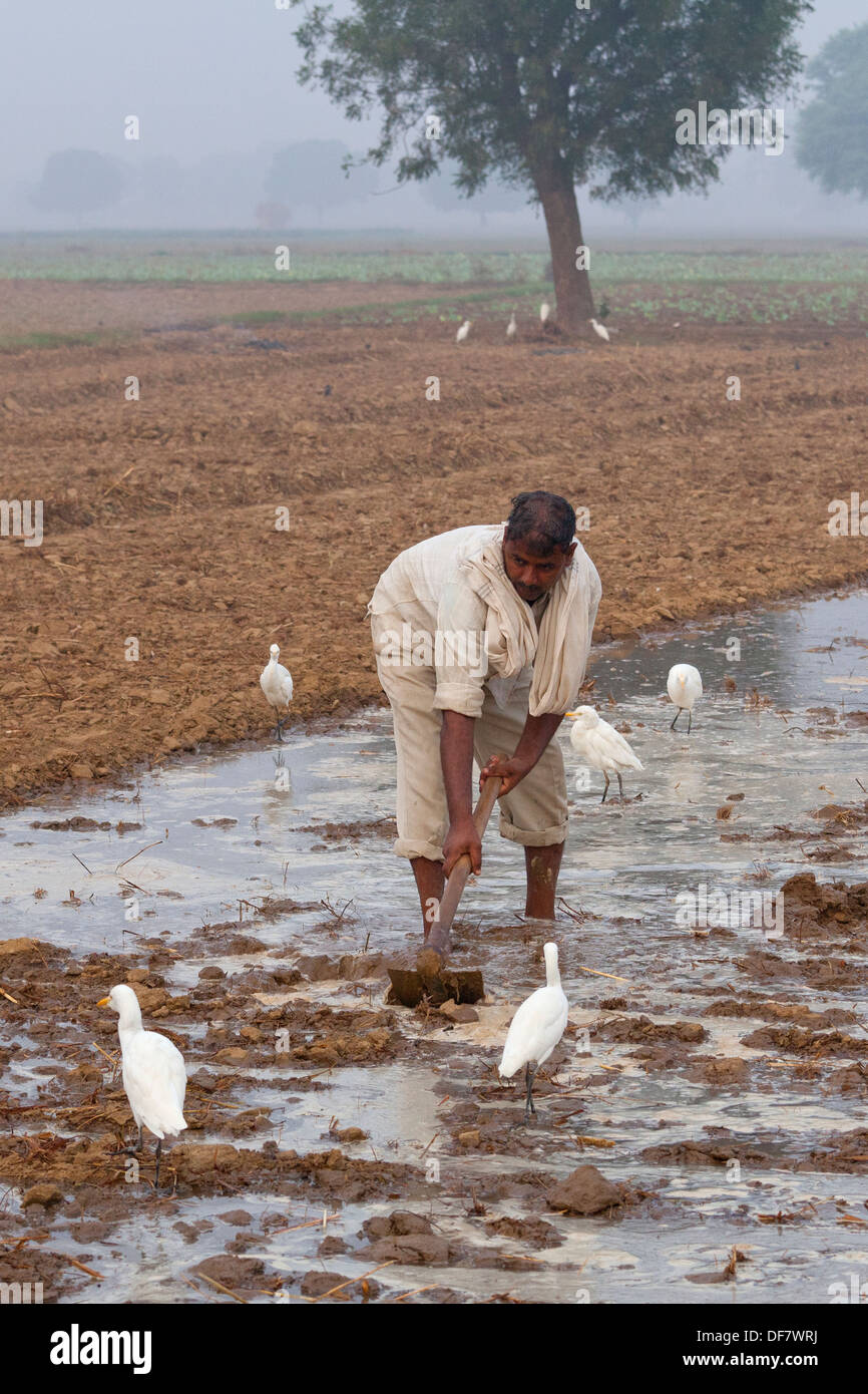 india, Uttar Pradesh, Farmer working on irrigation dykes in field Stock Photo