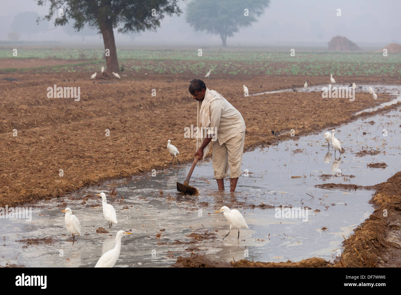 india, Uttar Pradesh, Farmer working on irrigation dykes in field Stock Photo