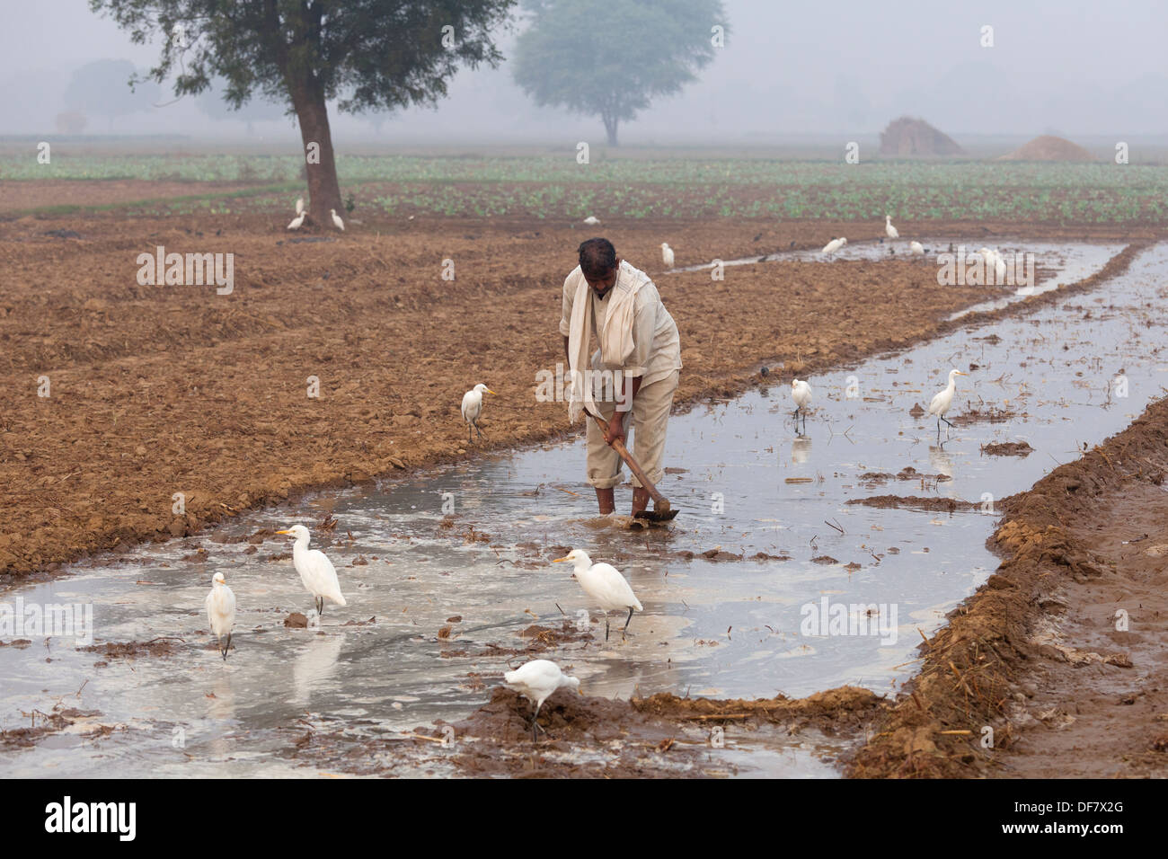 india, Uttar Pradesh, Farmer working on irrigation dykes in field Stock Photo