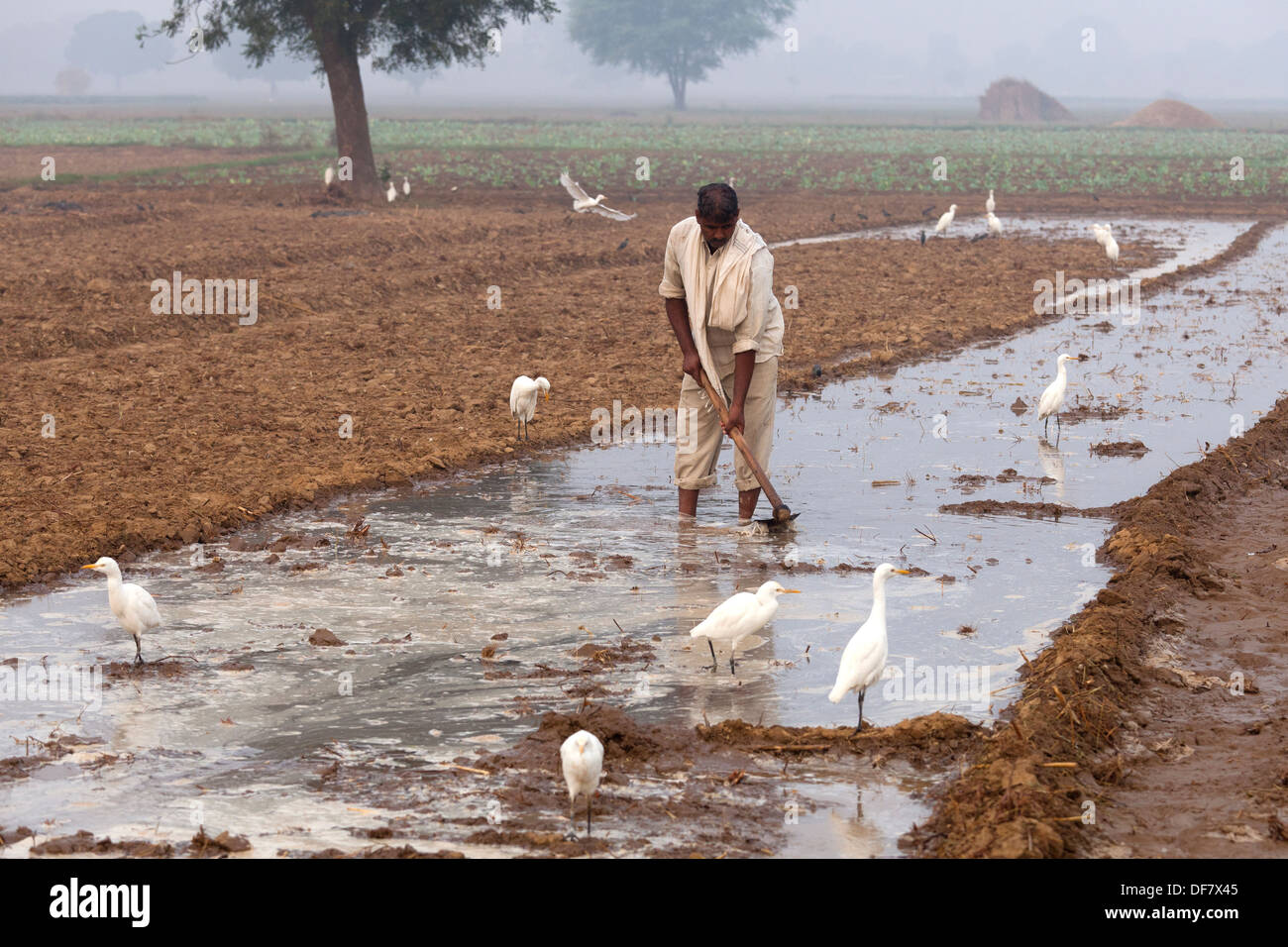 india, Uttar Pradesh, Farmer working on irrigation dykes in field Stock Photo