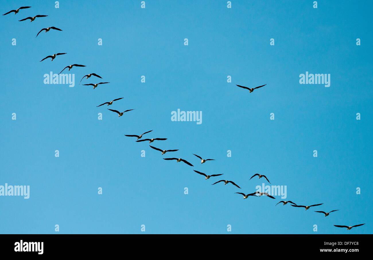 Wild geese fly high up in the sky on a clear blue autumn day in Kremmen,  Germany, 30 September 2013. Migrating birds currently fly to their winter  quarters in the south of