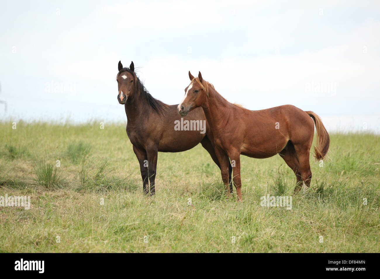 Two young horses together on pasturage in summer Stock Photo - Alamy