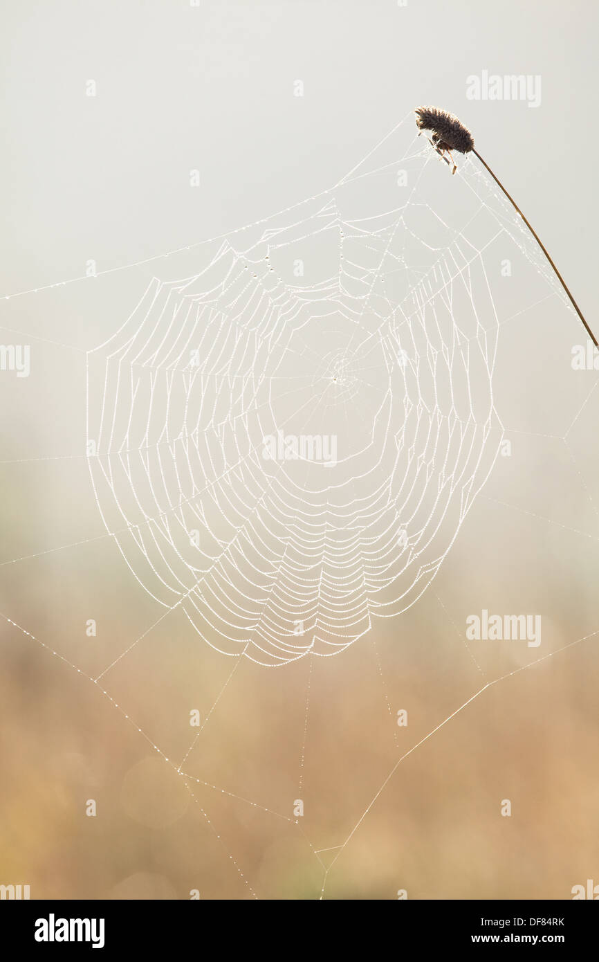 Dew on a spider web on an autumn morning Stock Photo