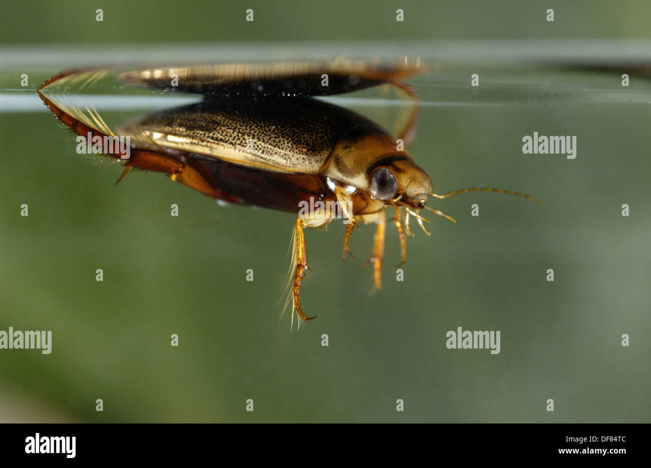 Great diving beetle (Dytiscus spp) from underwater Stock Photo Alamy
